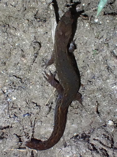 Colombian Clawed Gecko, Pseudogonatodes furvus