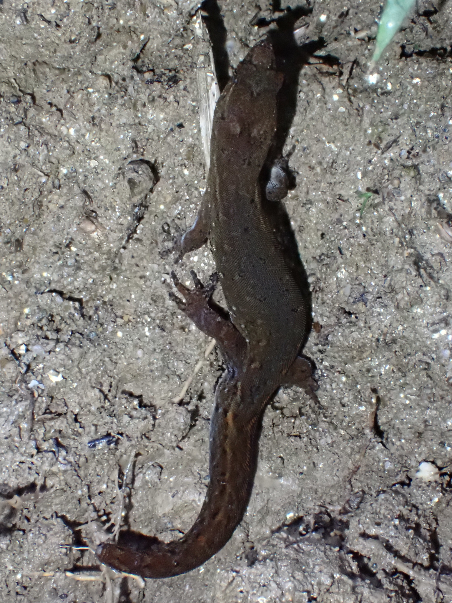 Colombian Clawed Gecko photo 2