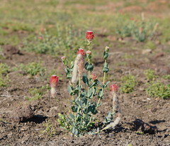 Pimelea decora