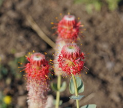 Pimelea decora