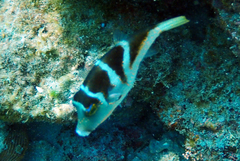 Canthigaster axiologus