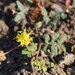 Native Sensitive Plant - Photo (c) Reiner Richter, some rights reserved (CC BY-NC-SA), uploaded by Reiner Richter