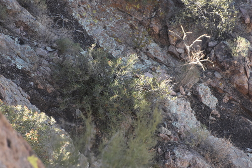 Image of Vauquelinia californica by no rights reserved