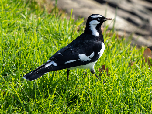 Magpie-lark, photo 10 of 10