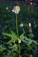Trifolium productum