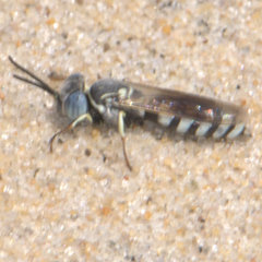 Microbembex monodonta