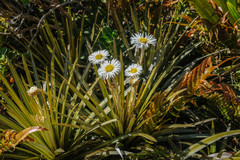 Celmisia armstrongii