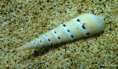 Hastula strigilata