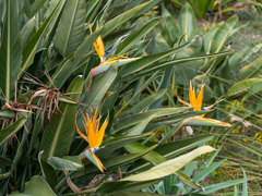 Strelitzia reginae reginae