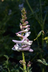 Corydalis caseana caseana