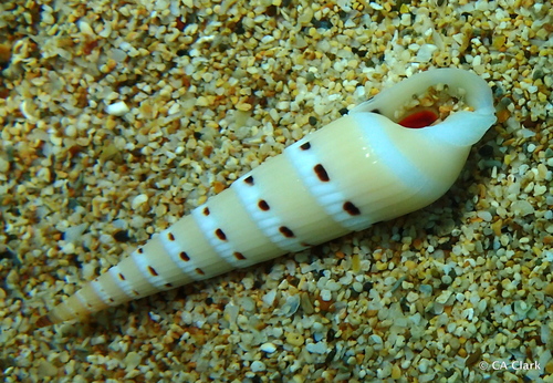 Hastula strigilata observed 2016-08-26