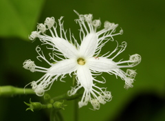 Trichosanthes cucumerina