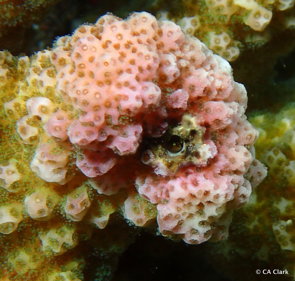 Coral Enveloped Crabs