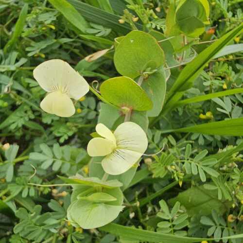 Lathyrus aphaca iNat (2)