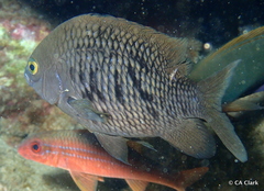 Plectroglyphidodon marginatus