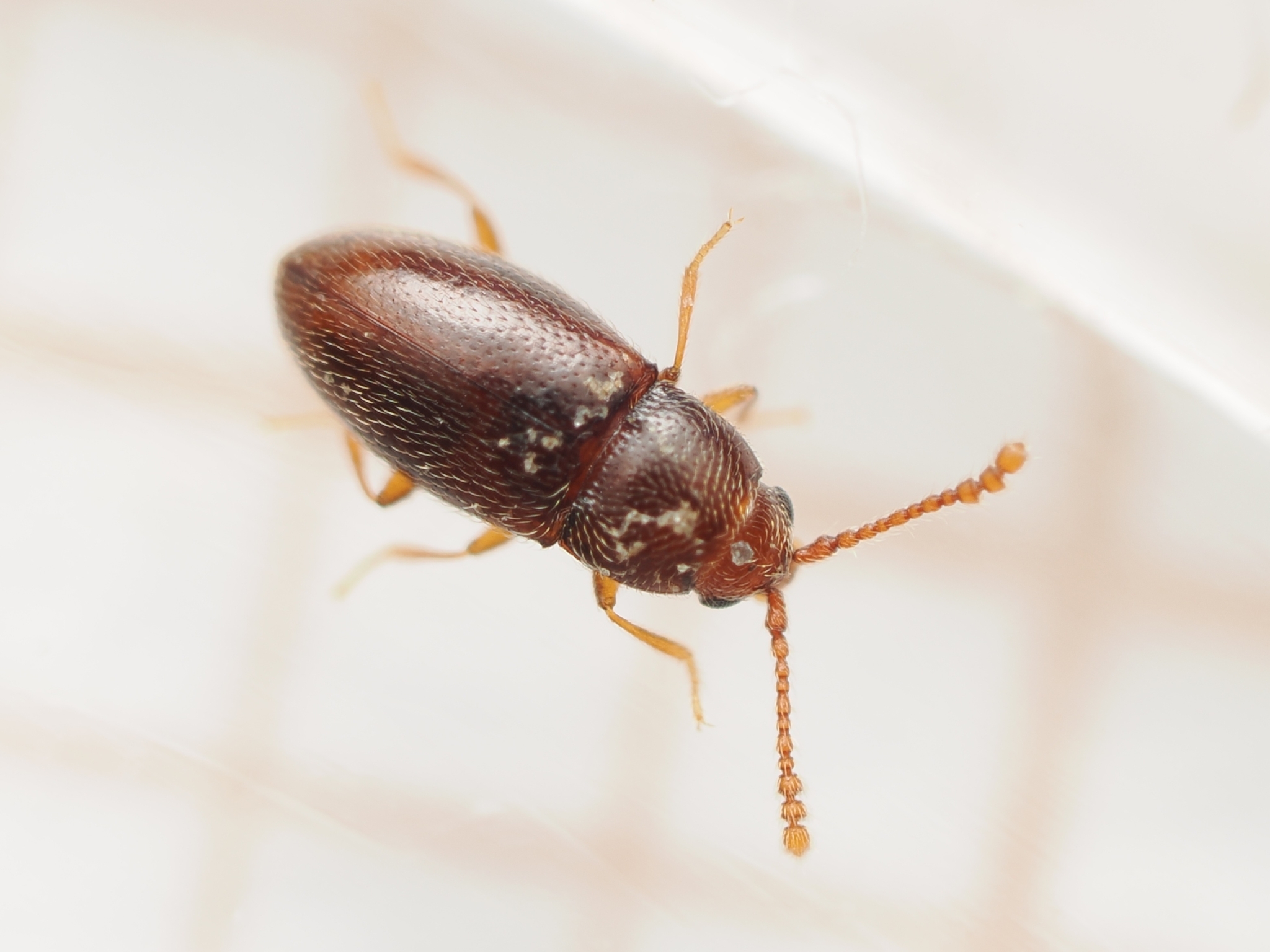 Atomaria nigrirostris
