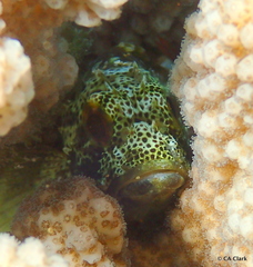 Sebastapistes coniorta