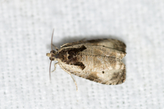 Olethreutes punctanum