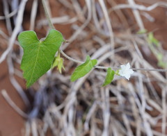 Ipomoea plebeia