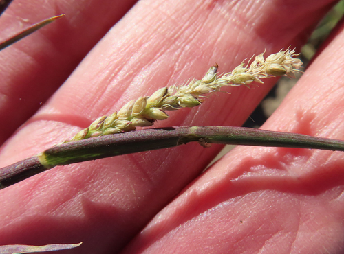 Setaria parviflora iNat (3)