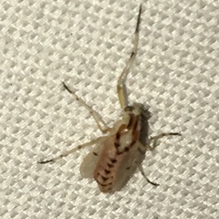Coelotanypus concinnus