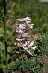 Corydalis caseana caseana