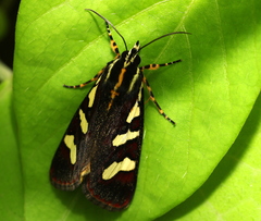Aegocera bimacula