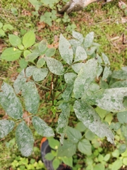 Erysiphe vanbruntiana