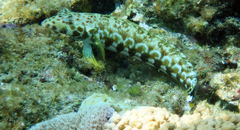 Parapercis millepunctata