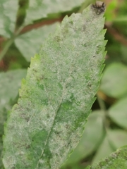 Erysiphe vanbruntiana