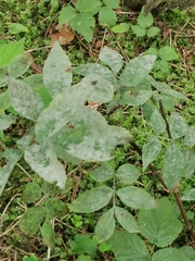 Erysiphe vanbruntiana