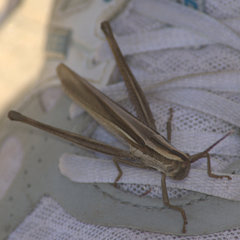 Mermiria intertexta