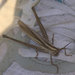 Coastal Toothpick Grasshopper - Photo (c) James Shelton, some rights reserved (CC BY-NC-SA), uploaded by James Shelton