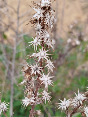 Dittrichia viscosa viscosa