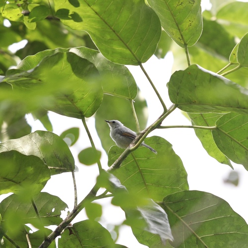 iNaturalist image