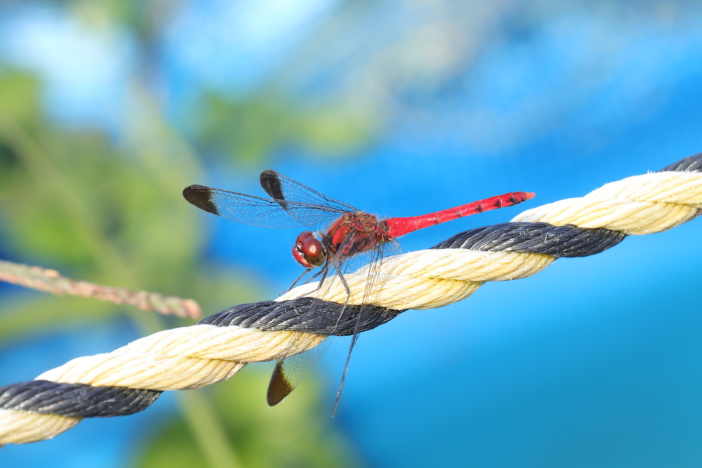 Sympetrum baccha