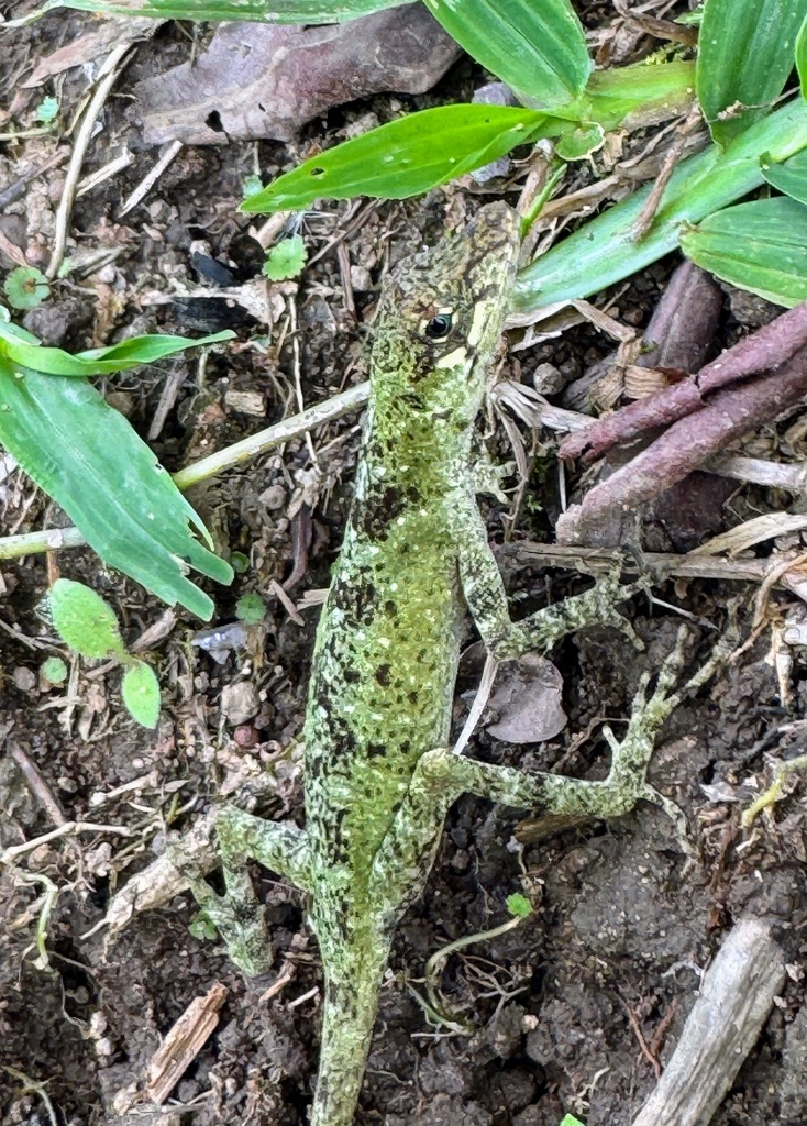 Blue-eyed Anole
