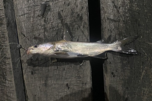 Chili-zeemeerval (Notarius troschelii) — Ariidae — 2