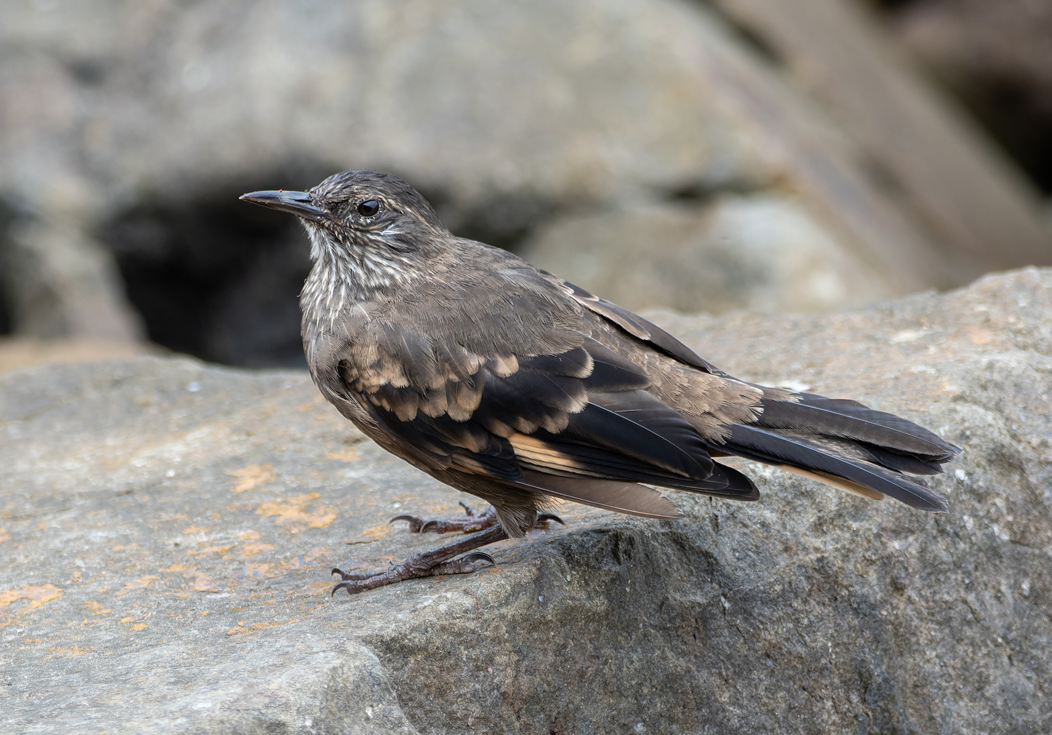 Peruvian Seaside Cinclodes (Cinclodes taczanowskii), photo 3