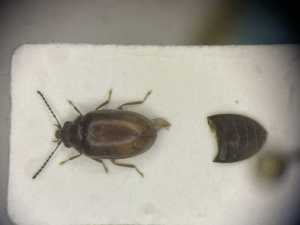 Contacyphon pubescens