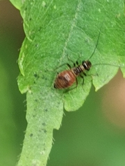 Valenzuela gynapterus