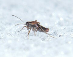 Snow-born Boreus