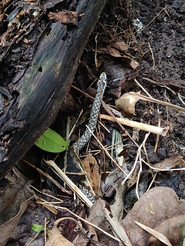 Julia's Ground Snake