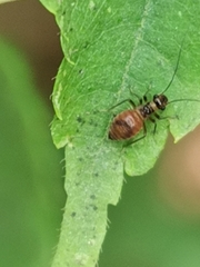 Valenzuela gynapterus