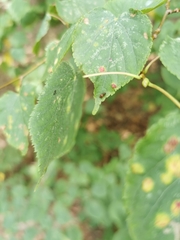 Valenzuela gynapterus