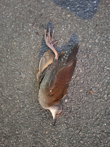 Spotless Crake (Zapornia tabuensis), photo 6