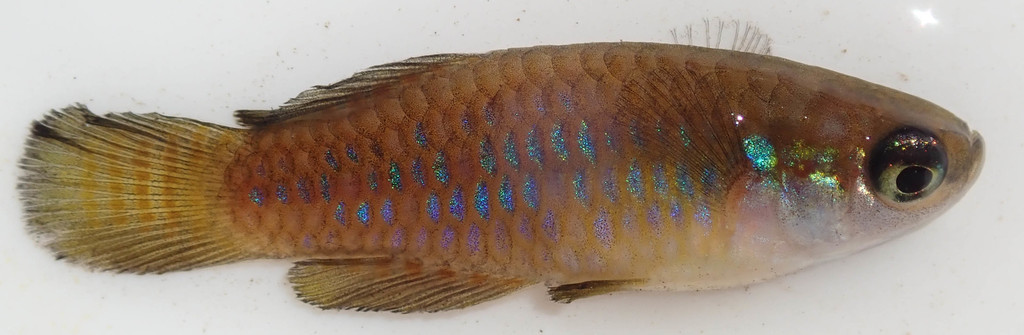 Pygmy Topminnow