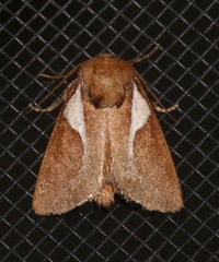 Prolimacodes trigona
