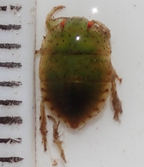 Naucoridae