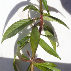 Ethulia conyzoides subsp. conyzoides image